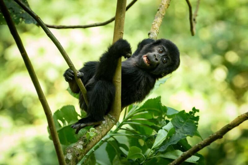 1 Day Gorilla Trekking Tour in Bwindi from Kigali - The Sum Up