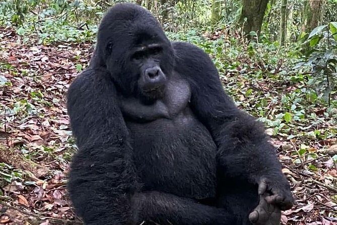 1 Day Gorilla Trekking Uganda - Starting Point: Kigali, Rwanda