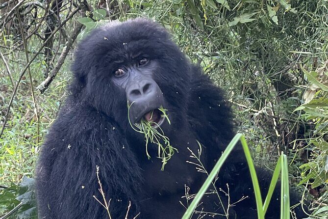 1 Day Guided Gorilla Trekking Safari Experience in Rwanda - FAQs