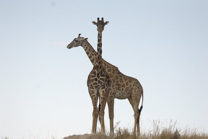 1 Day Hells Gate Biking Safari - An In-depth Look at the Experience