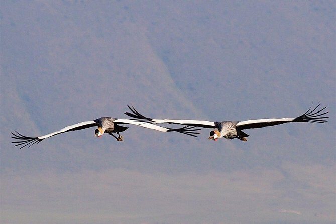 1 Day Joined Group Safari in Ngorongoro Crater National Park - The Sum Up