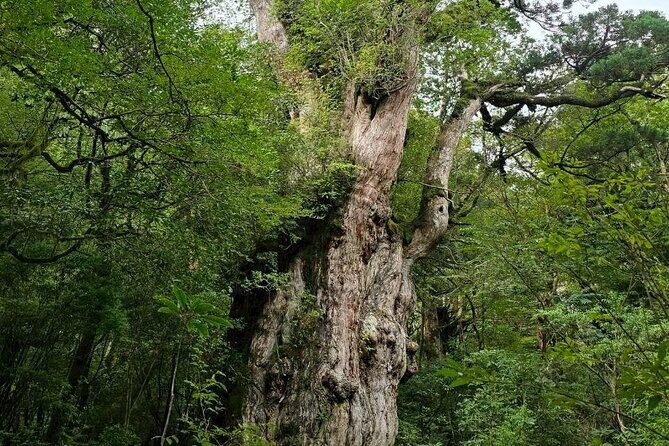 1 Day Jomon cedar Adventure - Key Points