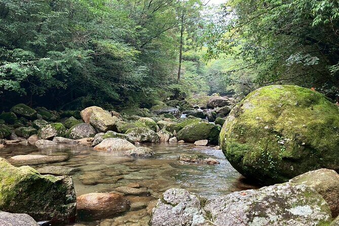 1 Day Jomon cedar Adventure - An In-Depth Look at the Jomon Cedar Adventure