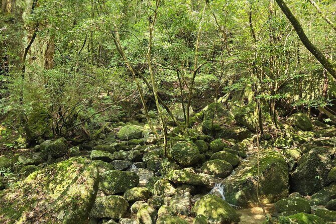 1 Day Jomon cedar Adventure - Final Thoughts: Who Is This Tour Best For?