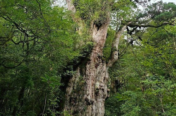 1 Day Jomon cedar Adventure - Frequently Asked Questions
