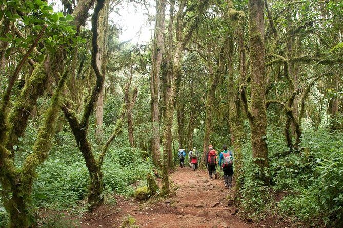 1 Day Kilimanjaro Climb via Machame Route - Who Would Love This Experience?