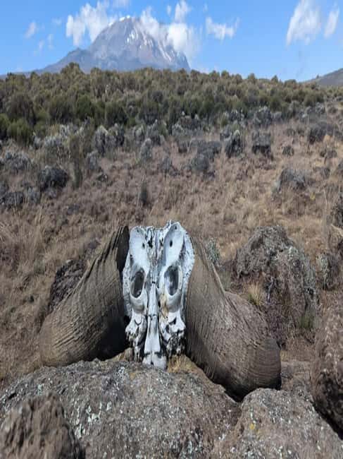 1-Day Kilimanjaro Shira Plateau Cathedral Point trek - What’s Included and What’s Not