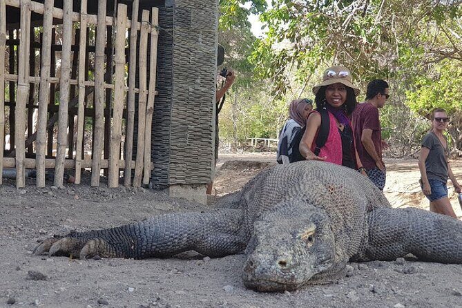 1- day Komodo island Tour hopping around by Speed Boat - An In-Depth Look at the 1-Day Komodo Tour Experience