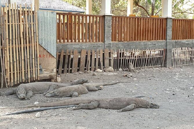 1- day Komodo island Tour hopping around by Speed Boat - The Sum Up