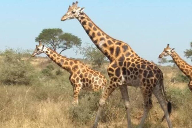 1 Day Lake Mburo National Park Short Safari from Kampala - An Authentic Day in Uganda’s Smallest National Park