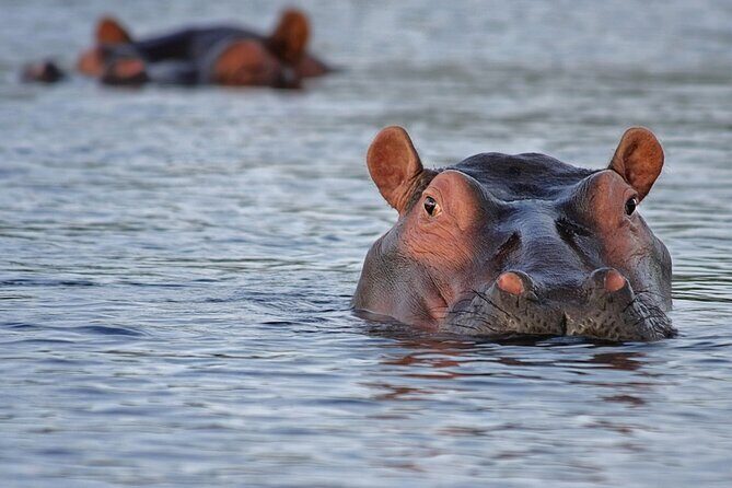 1 Day Lake Mburo National Park Short Safari from Kampala - What Real Travelers Say