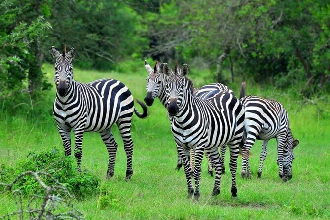 1 Day Lake Mburo Tour from Kampala - An In-Depth Look at the Experience