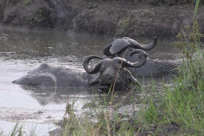 1 Day Lake Mburo Wildlife Safari - Introduction