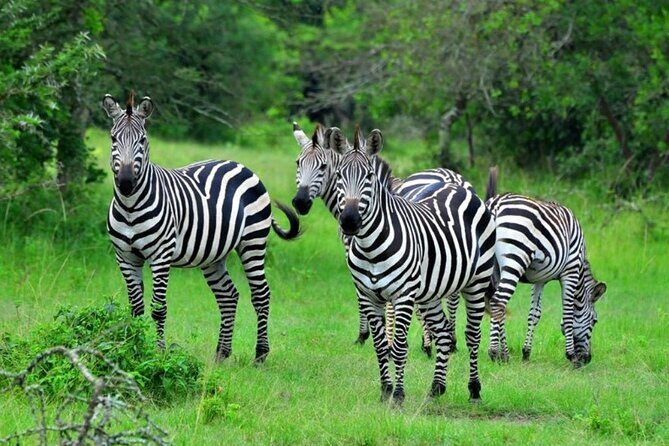 1 Day Lake Mburo Wildlife Safari - Key Points