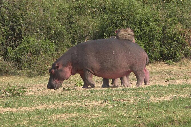 1 Day Lake Mburo Wildlife Safari - Final Words