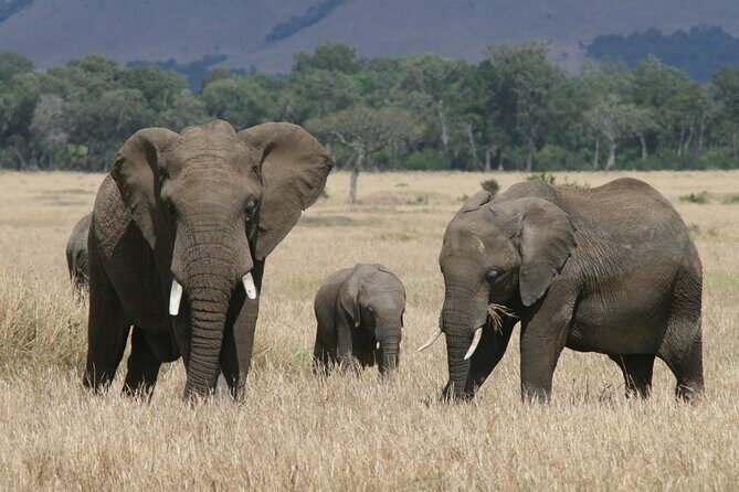 1-Day Maasai Mara Safari - What Do Travelers Say?