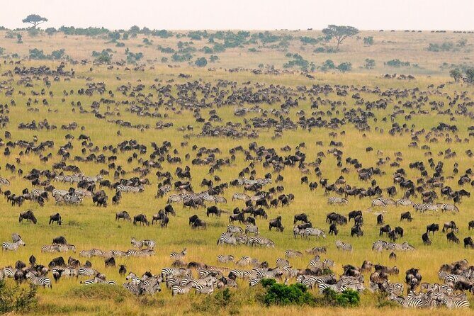 1-Day Maasai Mara Safari - The Sum Up
