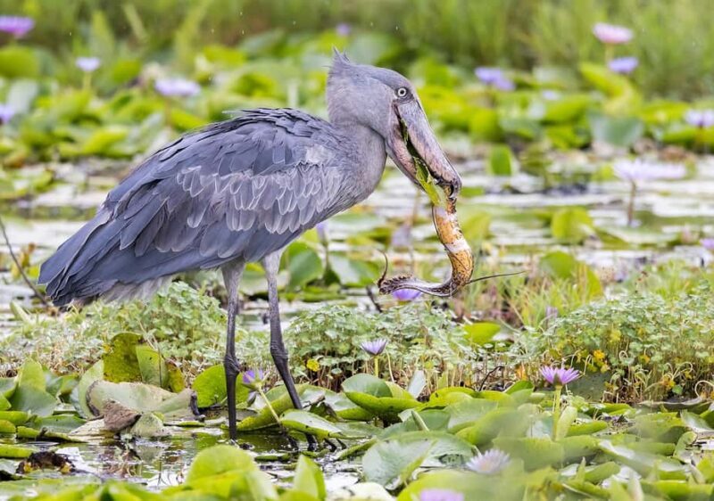 1-Day Mabamba Shoebill Birding Tour in Lake Victoria Entebbe - Key Points