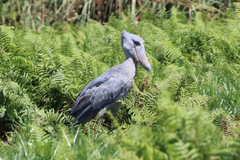 1-Day Mabamba Shoebill Birding Tour in Lake Victoria Entebbe - A Closer Look at the Experience