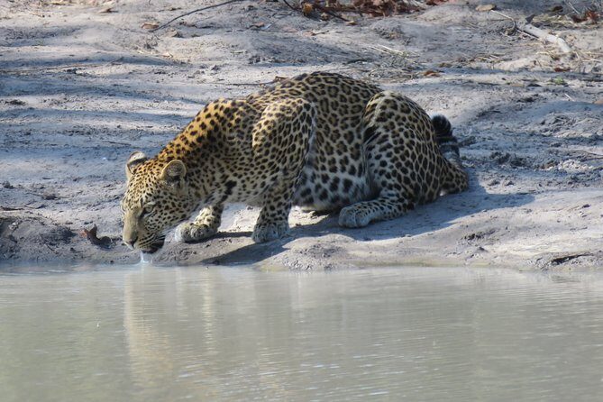 1 Day Moremi Game Drive Safari, guided - An Introduction to the Experience