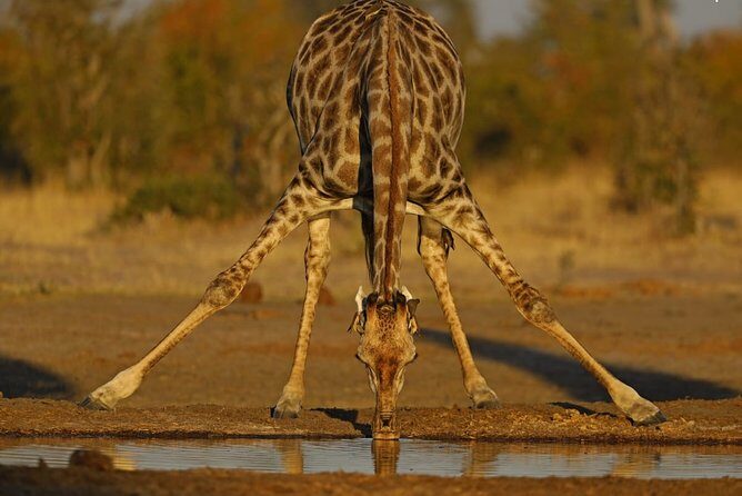 1 Day Moremi Game Drive Safari, guided - Authentic Insights from Past Travelers