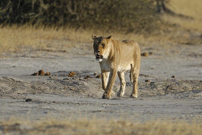1 Day Moremi Game Drive Safari, guided - The Final Word: Who Will Love This Tour?