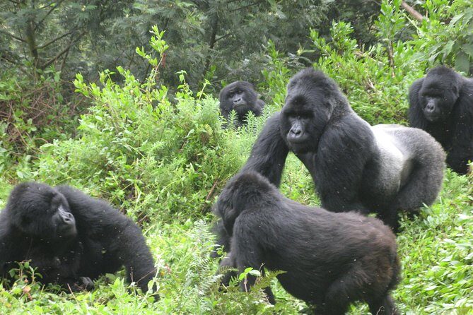 1 day Mountain Gorilla Trekking Safari Uganda - The Itinerary in Detail