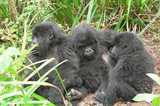 1 day Mountain Gorilla Trekking Safari Uganda - The Experience of the Gorilla Trekking