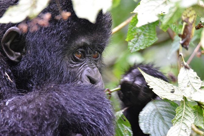 1 day Mountain Gorilla Trekking Safari Uganda - Practical Details