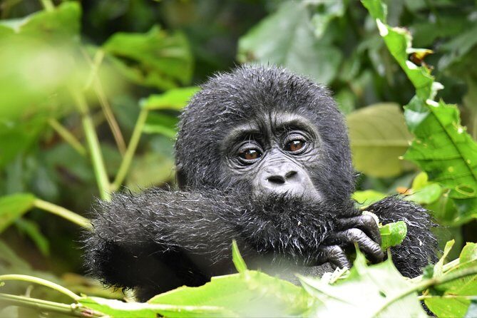 1 day Mountain Gorilla Trekking Safari Uganda - Final Thoughts: Is This Tour Right for You?