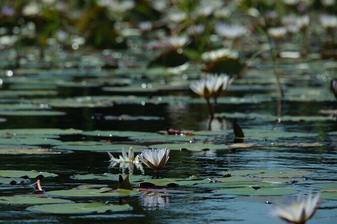 1 Day Okavango Delta Mokoro/Canoe Daytrip - Final Word