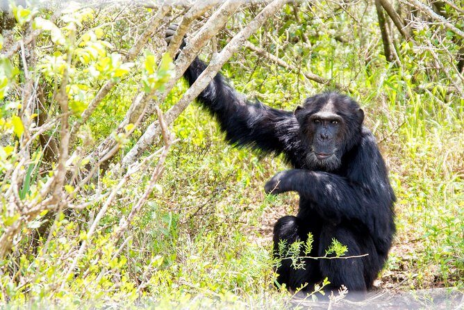 1-Day Ol Pejeta Conservancy Safari - Who Will Love This Safari?