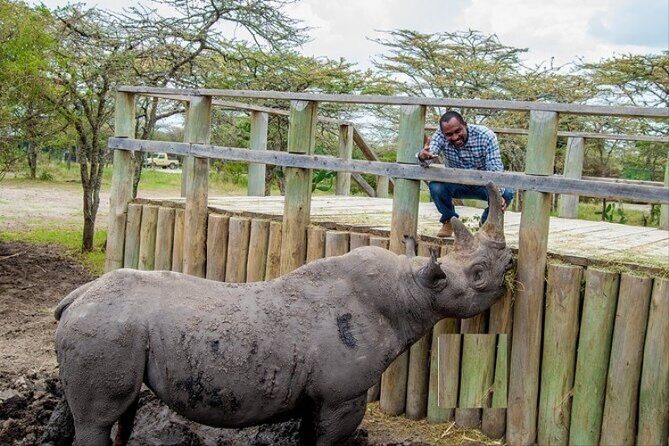 1-Day Ol Pejeta Conservancy Safari - The Sum Up