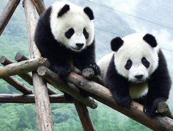 1-Day Panda Breeding Center plus Chengdu City Tour - What’s in Store with the 1-Day Panda and City Tour