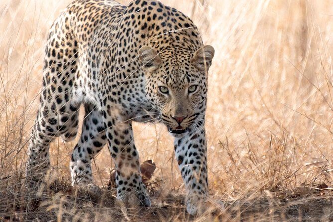 1 Day Photographic Wildlife Safari from Hazyview to Kruger Park - The Stops: Comfort and Practicalities