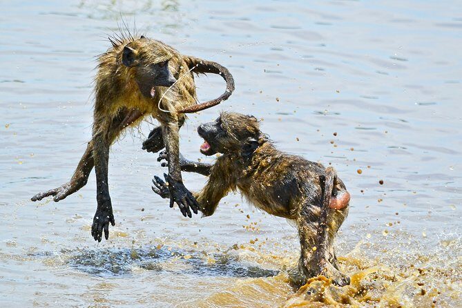 1 Day Photographic Wildlife Safari from Hazyview to Kruger Park - The Value: Is It Worth the Cost?