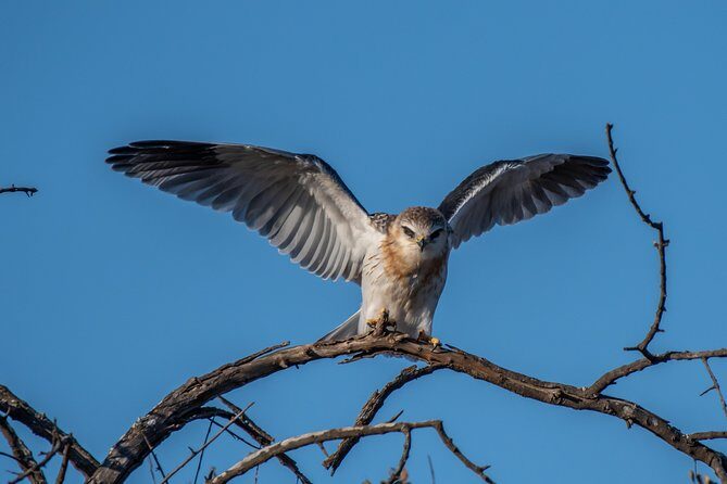 1 Day Photographic Wildlife Safari from Hazyview to Kruger Park - Possible Drawbacks