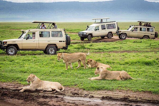 1 Day Private Ngorongoro Crater Safari - The Real Traveler Experience
