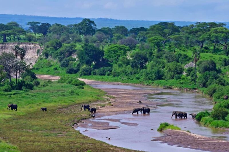 1-Day Private Safari to Lake Manyara National Park - Key Points