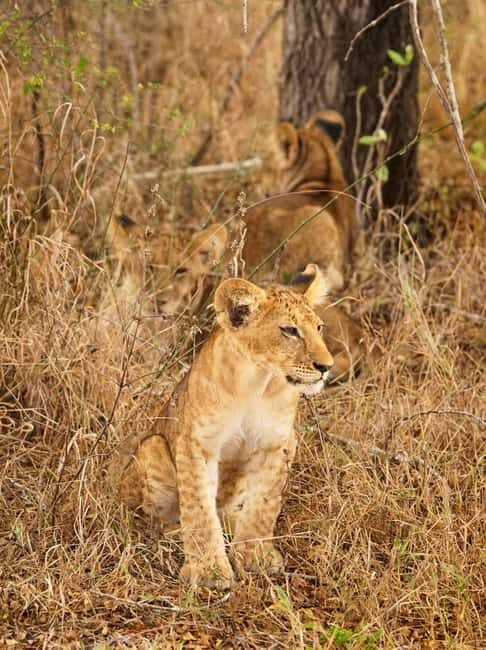 1-Day Private Safari to Lake Manyara National Park - An In-Depth Look at What You Can Expect