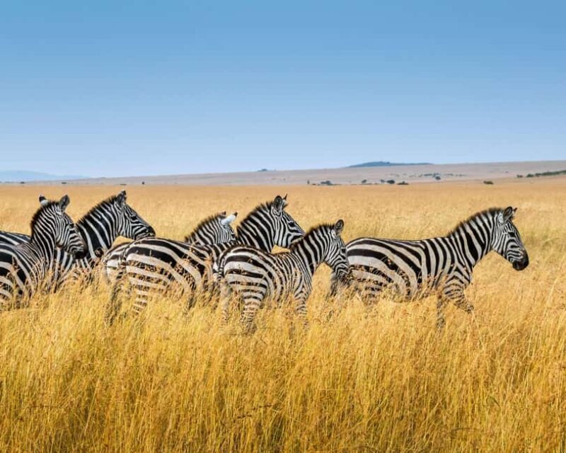 1-Day Private Safari to Lake Manyara National Park - FAQs