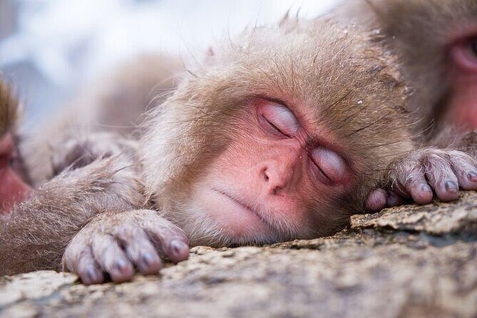 1-Day Private Snow Monkey ZenkoJi Temple & SakeTasting NaganoTour - Evaluating the Value