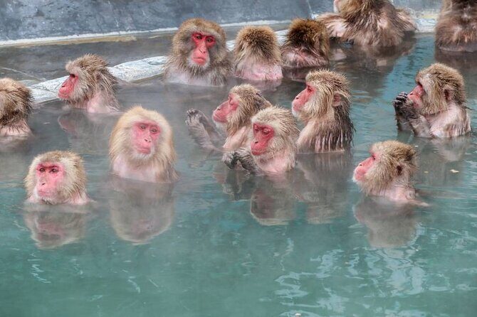 1-Day Private Snow Monkey ZenkoJi Temple & SakeTasting NaganoTour - FAQ
