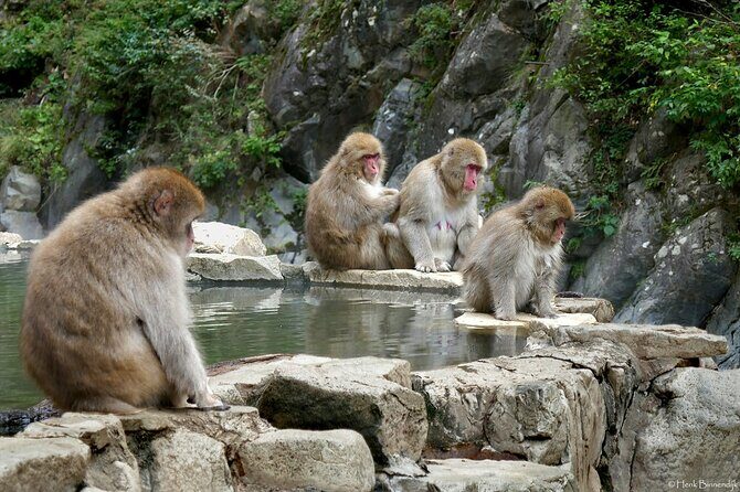 1-Day Private Snow Monkey ZenkoJi Temple & SakeTasting NaganoTour - Final Thoughts