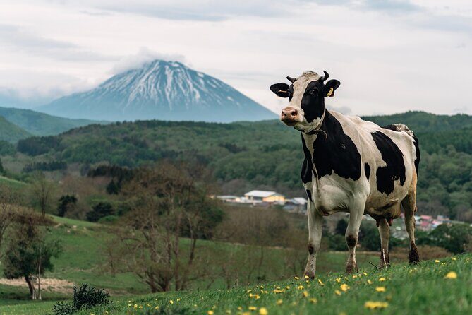 1-Day Private Tour from Chitose/Sapporo to Wherever you wanna go! - FAQ