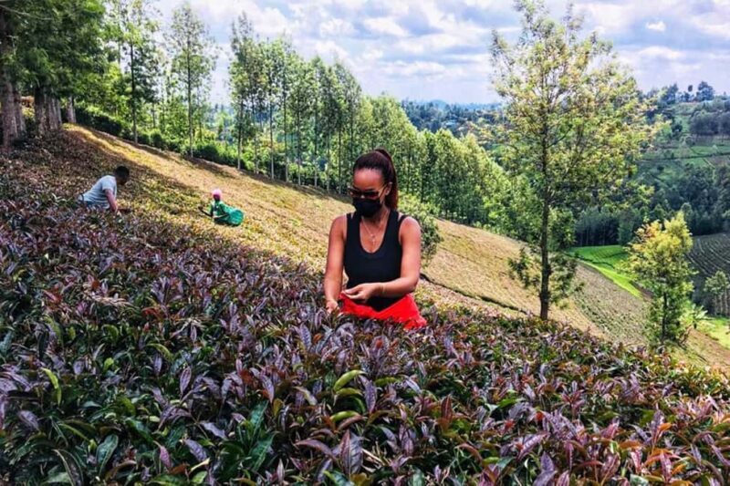 1-Day Purple Tea Farm Tour from Nairobi -Tea Tasting & lunch - An In-Depth Look at the Itinerary