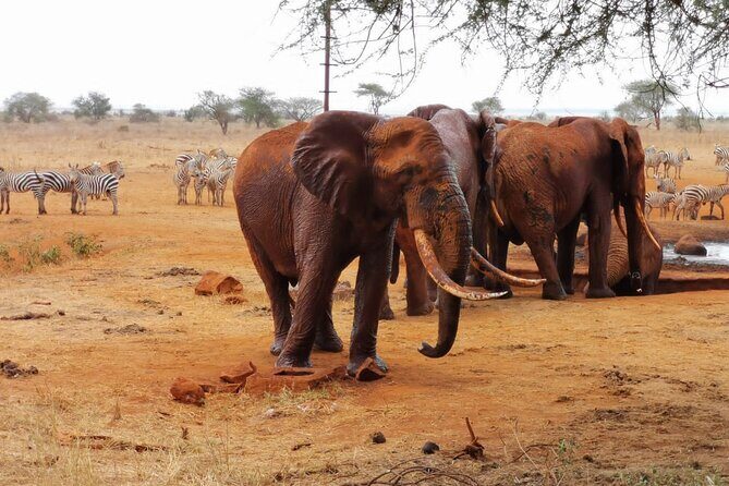 1 Day Red Elephant Safari starting from Diani beach. - The Itinerary in Detail