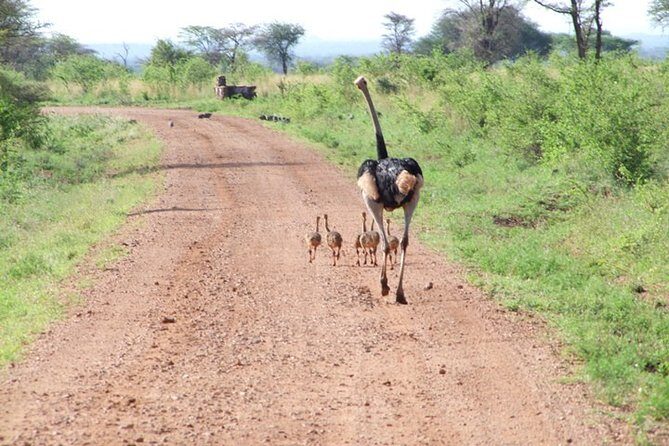 1 Day Red Elephant Safari starting from Diani beach. - Practical Considerations