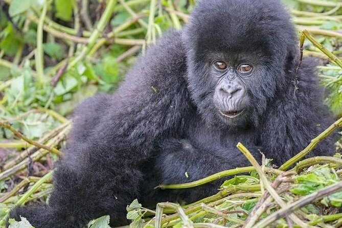 1-Day Rwanda Gorilla Tour - An In-Depth Look at the Tour Experience