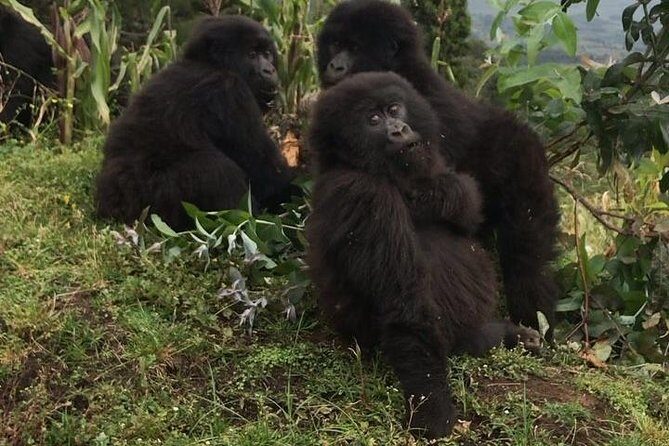 1-Day Rwanda Gorilla Tour - Who Should Book This Tour?
